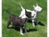 bull terrier Welpen