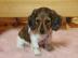 Dachshund Welpen verf?gbar WhatsApp