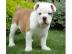 Englische Bulldogge Welpen  mit papieren