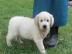 Golden Retriever Welpen mit papieren wha