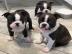 Boston Terrier Welpen mit papieren whats