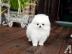 MINI POMERANIAN ZWERGSPITZ BOO WELPEN ZU