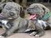 Cane Corso Welpen    300 EUR