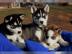 Reinrassigen Siberian Husky Welpen mit S