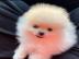 Pomeranian Zwergspitz Welpen    250 EUR