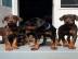 Dobermannwelpen fr ein neues Zuhause Wh