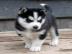 Siberian Husky Weiblich Welpen mit Stamm