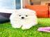 se Charmant Pomeranian Spitz Welpe wha