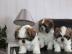 Reinrassige Shi Tzu Welpen