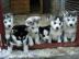 Siberische husky Te koop whatsapp nummer