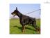 Doberman Pinscher Welpen zum Verkauf