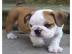 Englische Bulldoggen Welpen 10 Wochen mi