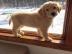 Liebevolle Golden Retriever Welpen fr R