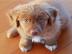 Liebevolle Golden Retriever Welpen fr R