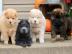 Liebevolles Chow Chow Welpen 4 Jungs und