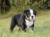 Qualit?t Englische Bulldogge Welpen mit