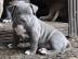 American PIT Bully ( Weibchen/Rude )