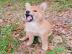 Shiba Inu puppies