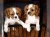 Cavalier King Charles Spaniel Welpen -