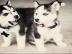 Reinrassige Siberian Husky Welpen