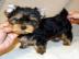 Entz?ckende Teacup Yorkie Welpen zu verk