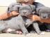 se PitBull Welpen Blue-Line Terrier