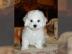 Bichon Frise Welpen