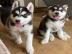 S??e Siberian Husky-Welpen    300 EUR