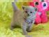 BKH silber tabby classic mit Papieren,