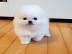 Pomeranian Zwergspitz Welpen    250 EUR