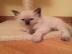 Ragdoll Katzen Babies mit Papieren