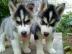 Gift Siberian Husky Welpen