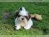 Liebevolles Shih Tzu Welpen mit Papieren