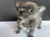 mini Chihuahua-Welpe suchen ein Zuhause