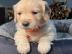 Gut ausgebildete Golden Retriever-Welpen