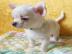 Mini Chihuahua Babys  (Langhaar und.  Kur