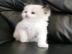 Ragdoll Katzen Babies mit Papieren