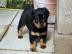 ROTTWEILER WELPEN BEREIT MIT PAPIEREN