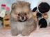 MINI POMERANIAN ZWERGSPITZ BOO WELPEN