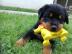 ROTTWEILER WELPEN BEREIT MIT PAPIEREN