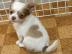 se Liebe chihuahua welpen zur Annahme