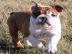 english bulldog puppy