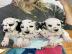 Adorable dalmatian puppies available