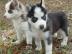 W?ndersch?ne Siberian Husky Welpen