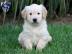 Liebevolles Golden Retriever Welpen mit