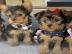 Perfekt Yorkshire Terrier Welpe/ VDH/ FC