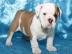 Exclusive Englische Bulldogge Welpen