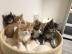 Maine Coon Babys Kitten mit Papieren zu