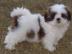 Shih Tzu Welpen