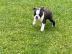 Boston Terrier Welpen FCI